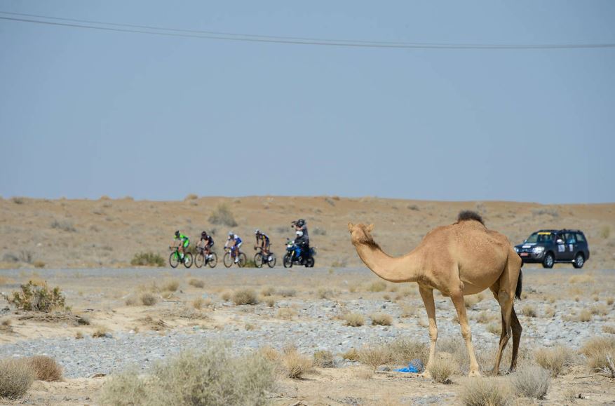 Spettatore insolito al Tour of Oman 2015