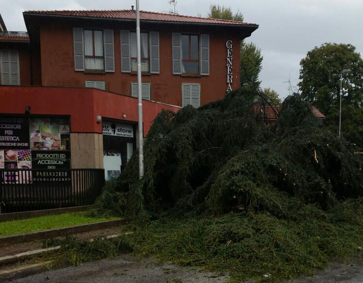 Il pino abbattuto dal vento