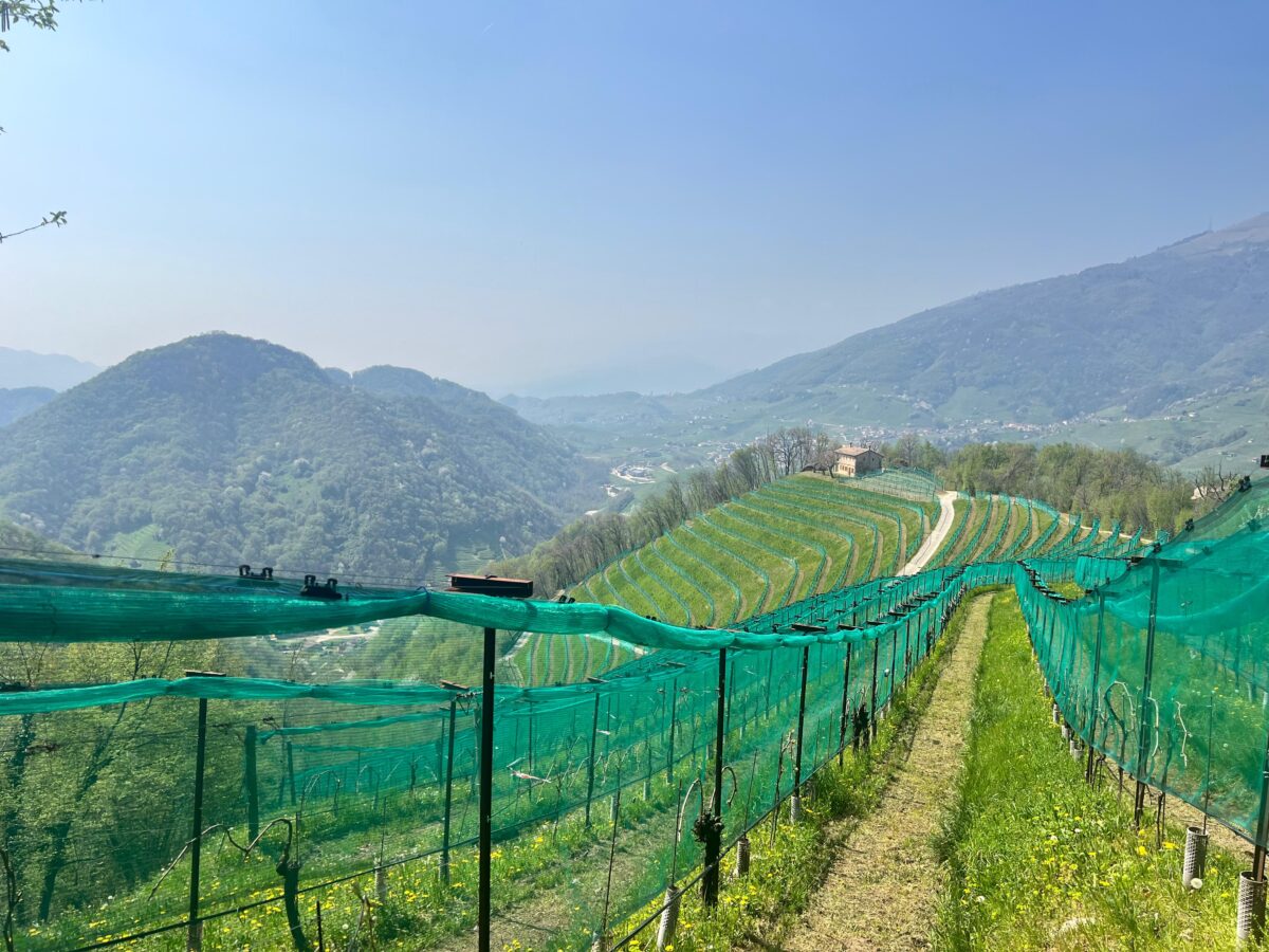 Tra le colline del Conegliano Valdobbiadene