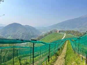Tra le colline del Conegliano Valdobbiadene